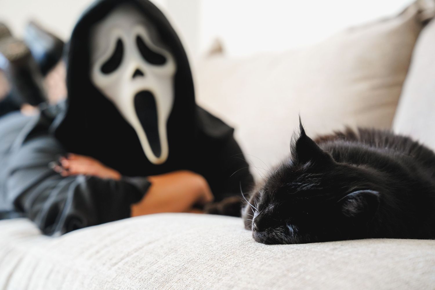 A black cat naps on a couch next to someone wearing a Scream Halloween mask.