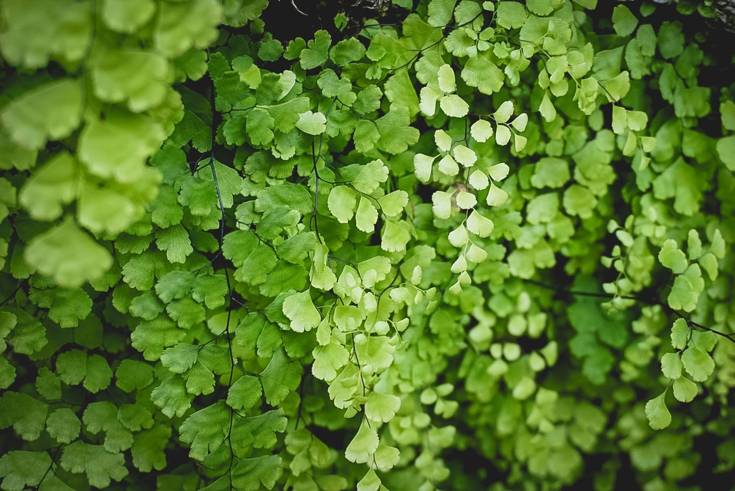 Lush green maidenhair fern fronds creating a natural pattern in close-up view.