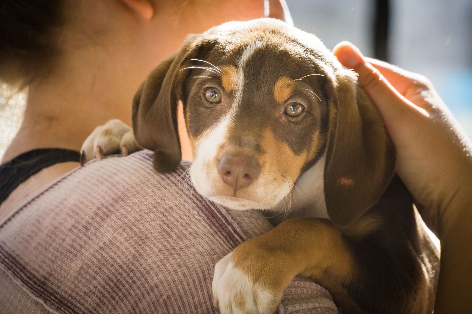 Adorable brown and white puppy looks up with big soulful eyes in close-up portrait.