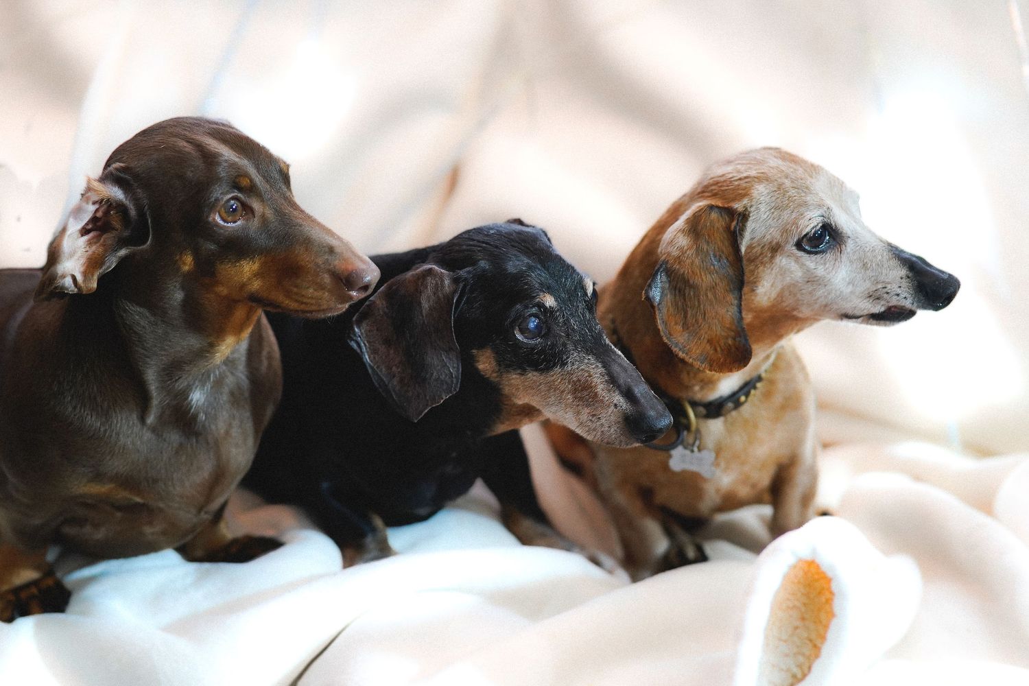 Multiple dachshunds relaxing together on white bedding in a row.