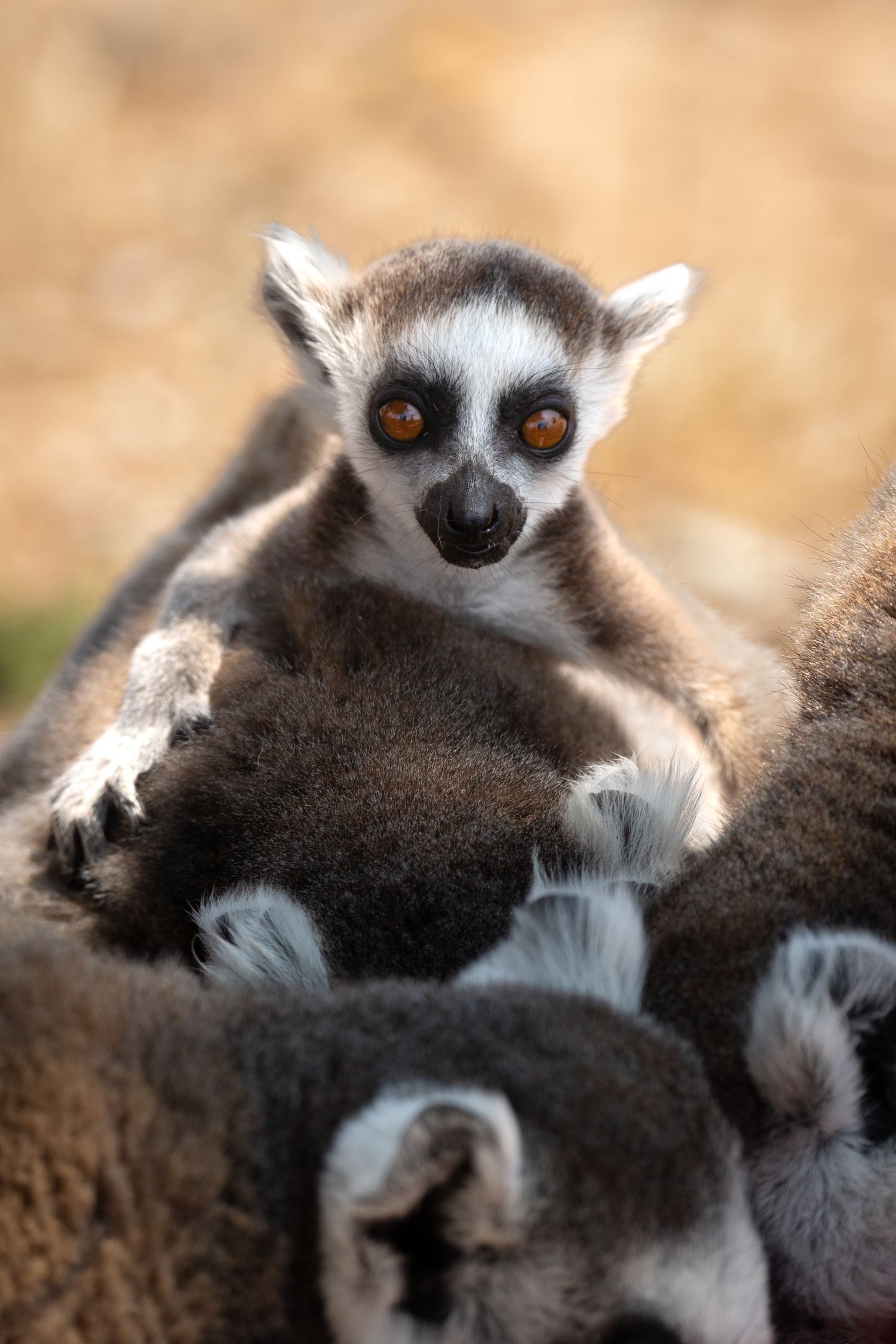 Close-up portrait of a ring-tailed lemur with distinctive orange eyes and black and white fur.