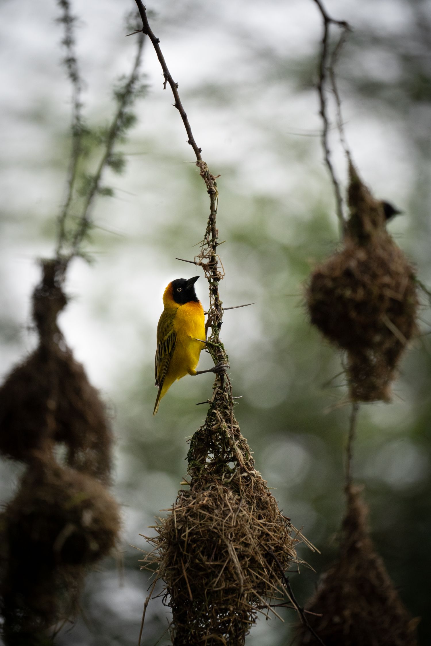 Yellow weaver bird perched near its hanging nest against blurred background.