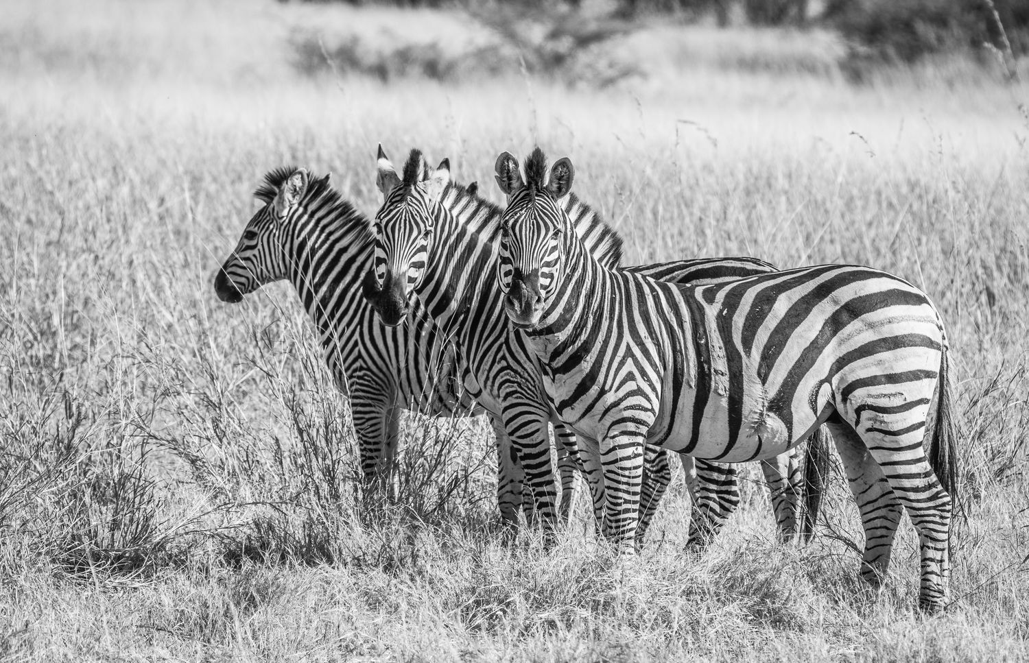 Three zebras standing together in black and white, showing their distinctive stripe patterns.