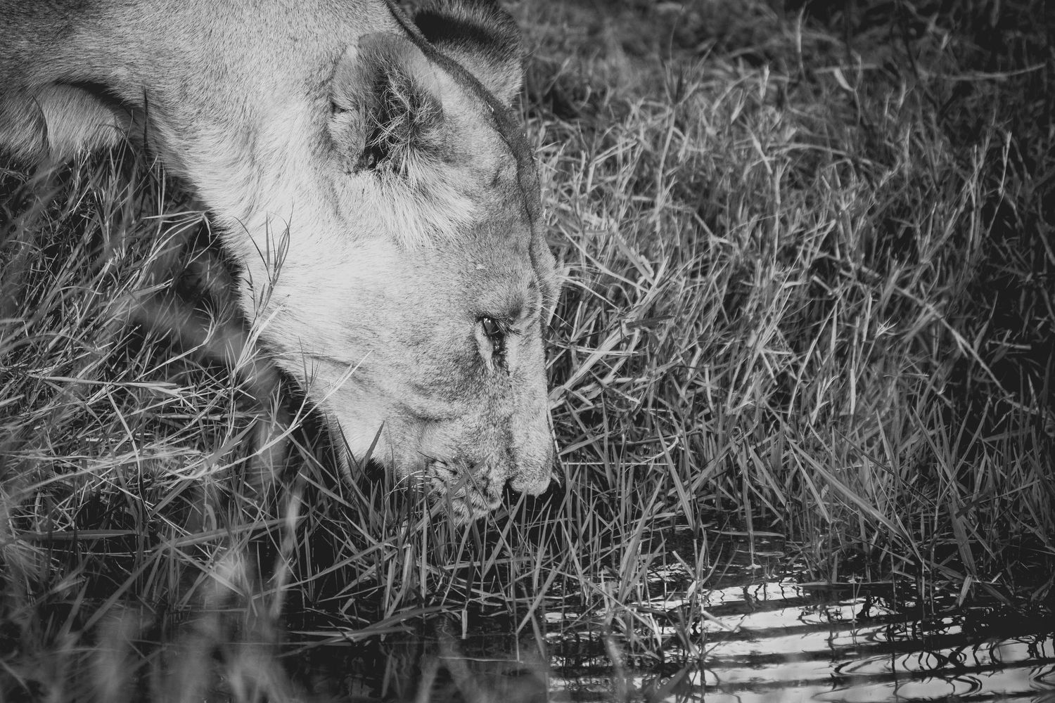 Lions lapping at water in tall grass captured in dramatic black and white.