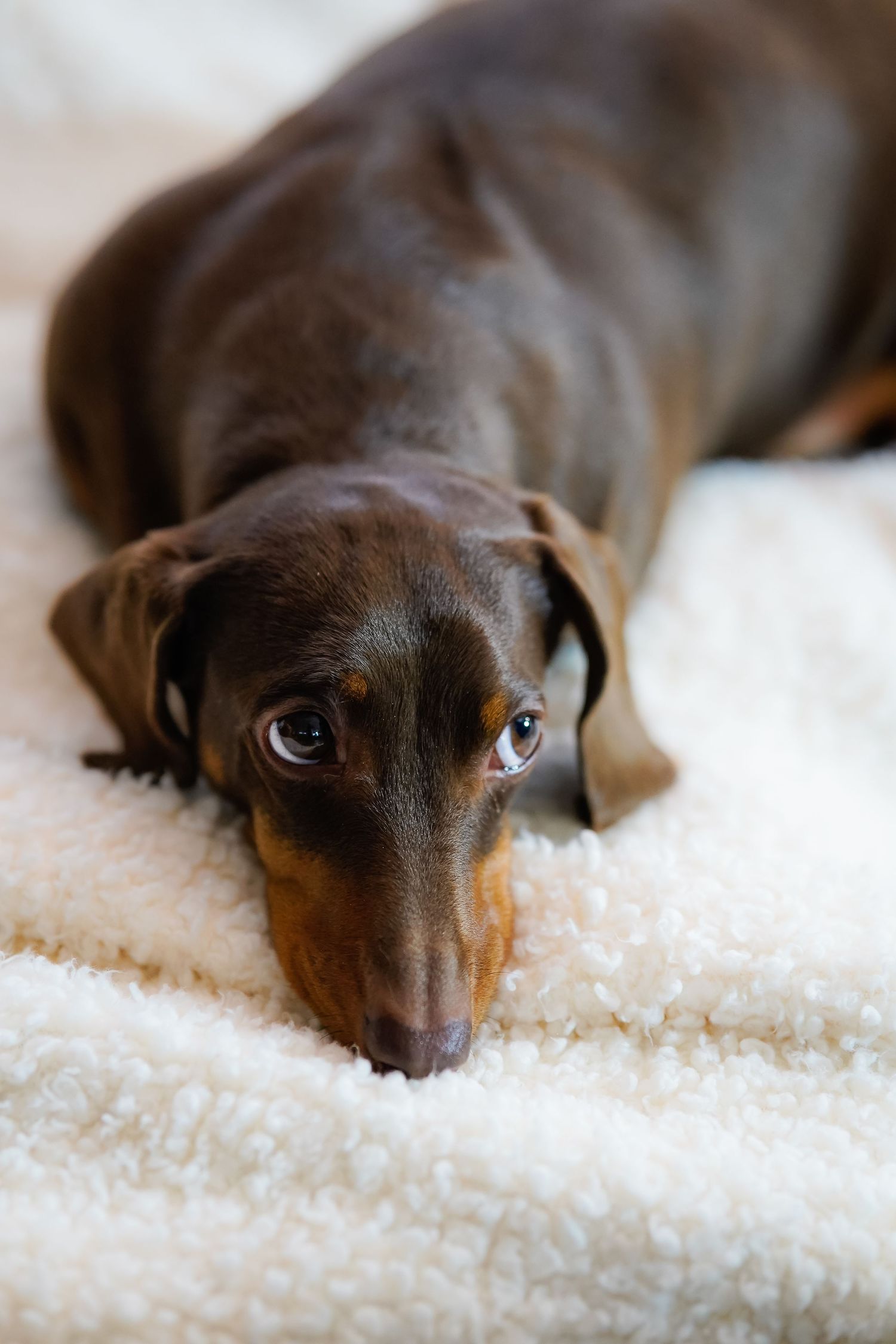 Close-up of a dachshund dog lying on a white fluffy blanket with soulful eyes.