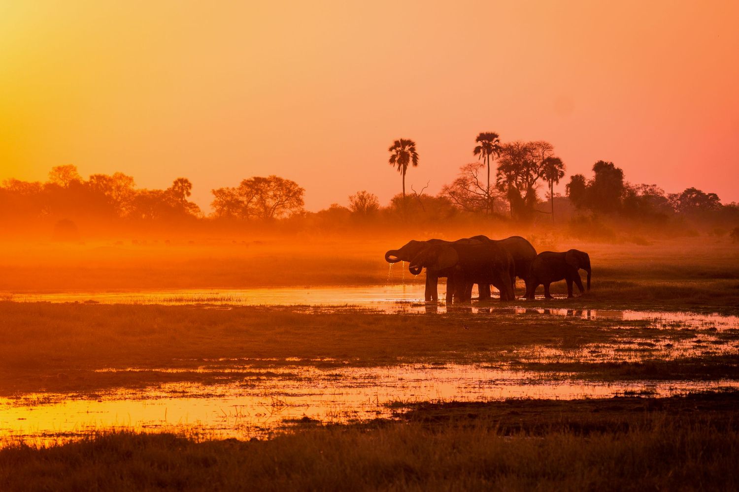 African savanna landscape at sunset with silhouetted elephants against an orange sky.