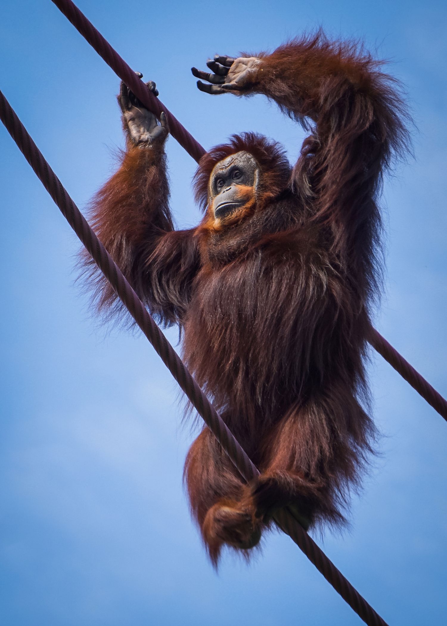 Orangutan balacing on a wire against the sky