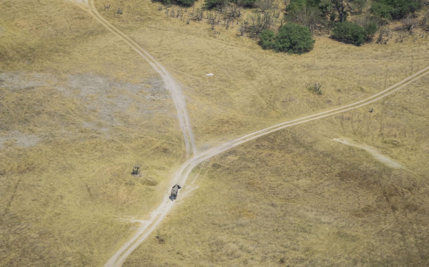Aerial view of elephant walking winding dirt paths cutting through dry grassland landscape.