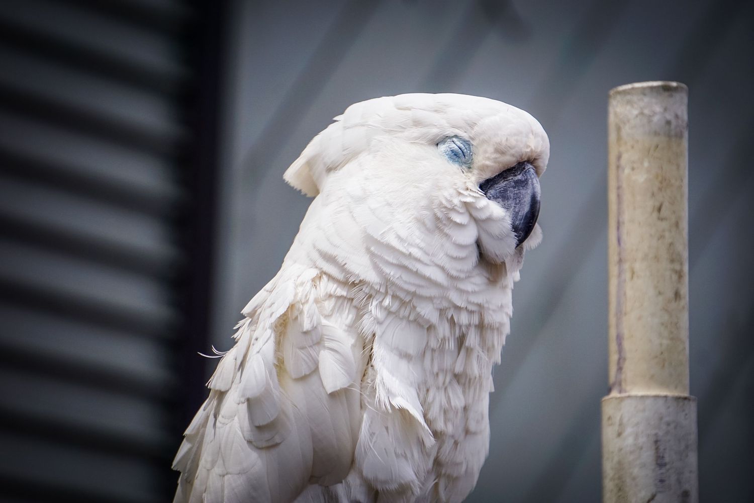 White cockatoo perched on metal pole with ruffled feathers.