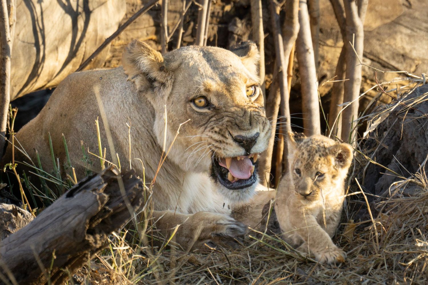 Lioness and cub resting in natural habitat among dry brush.