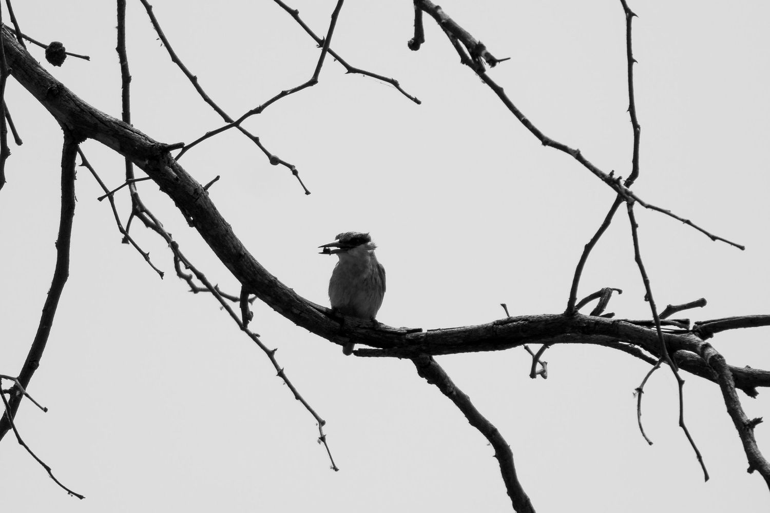 Silhouette of kingfisher against a light background.