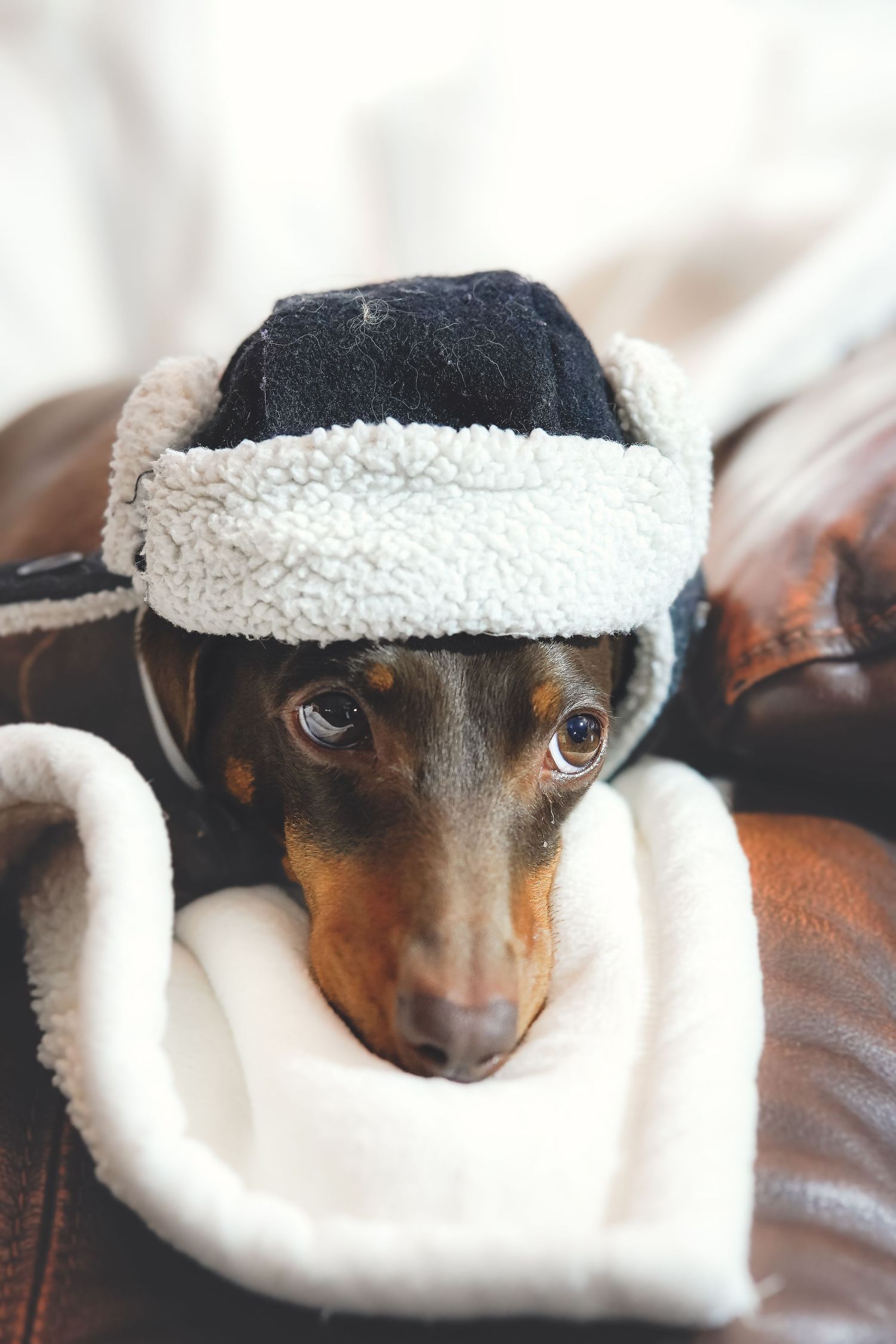 Dachshund wearing a cozy white winter hat with fuzzy trim.