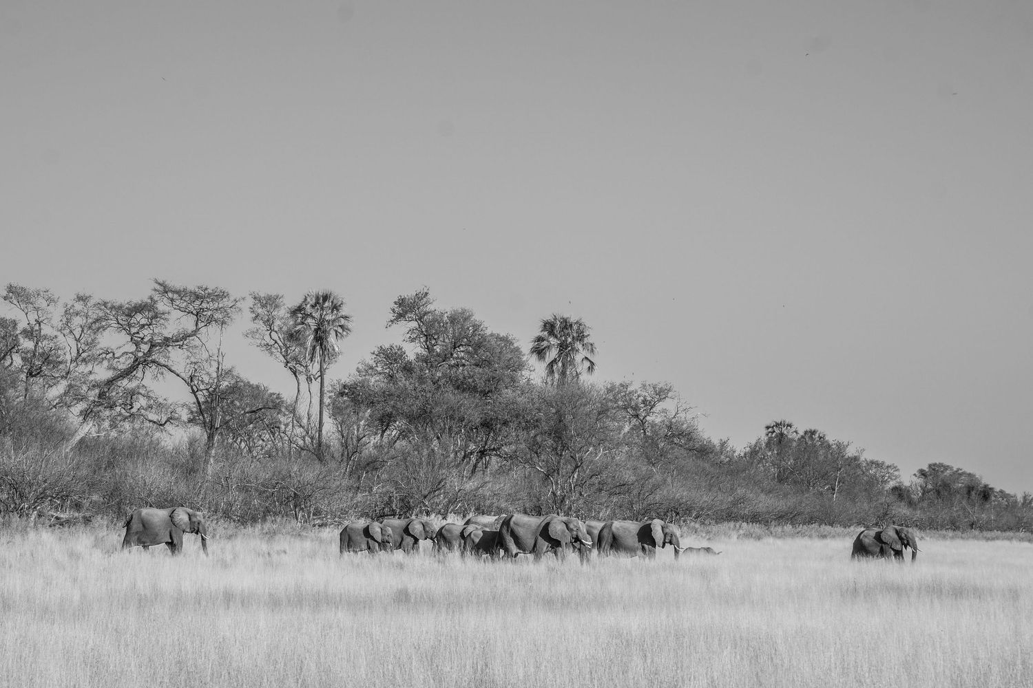 Herd of elephants walking across African savanna in black and white.