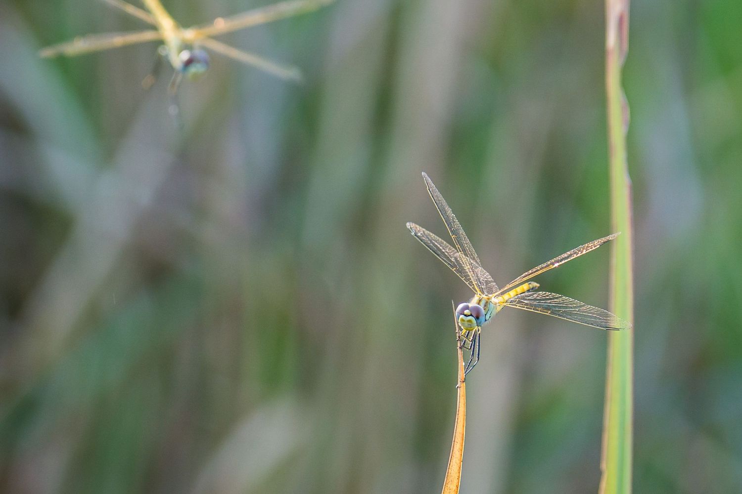 Close-up of a dragonfly perched on a thin blade of grass.