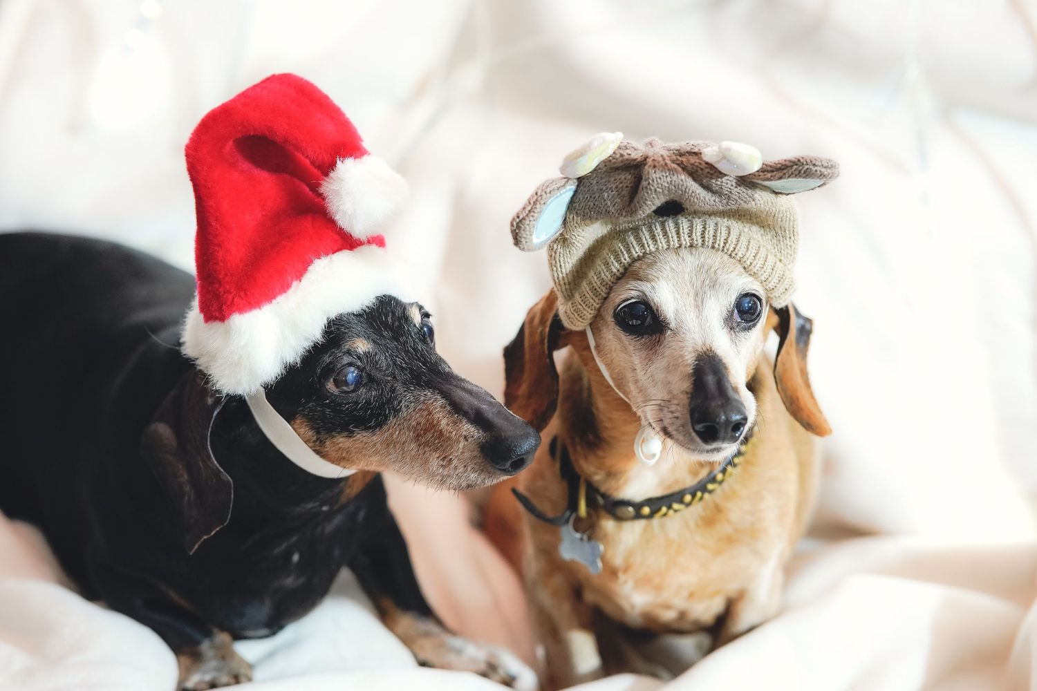 Adorable dogs wearing Christmas hats and accessories for holiday photos.