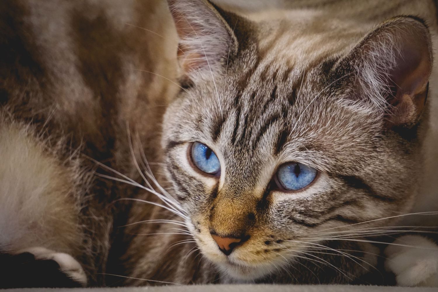 Close-up portrait of a Siamese cat with striking blue eyes.