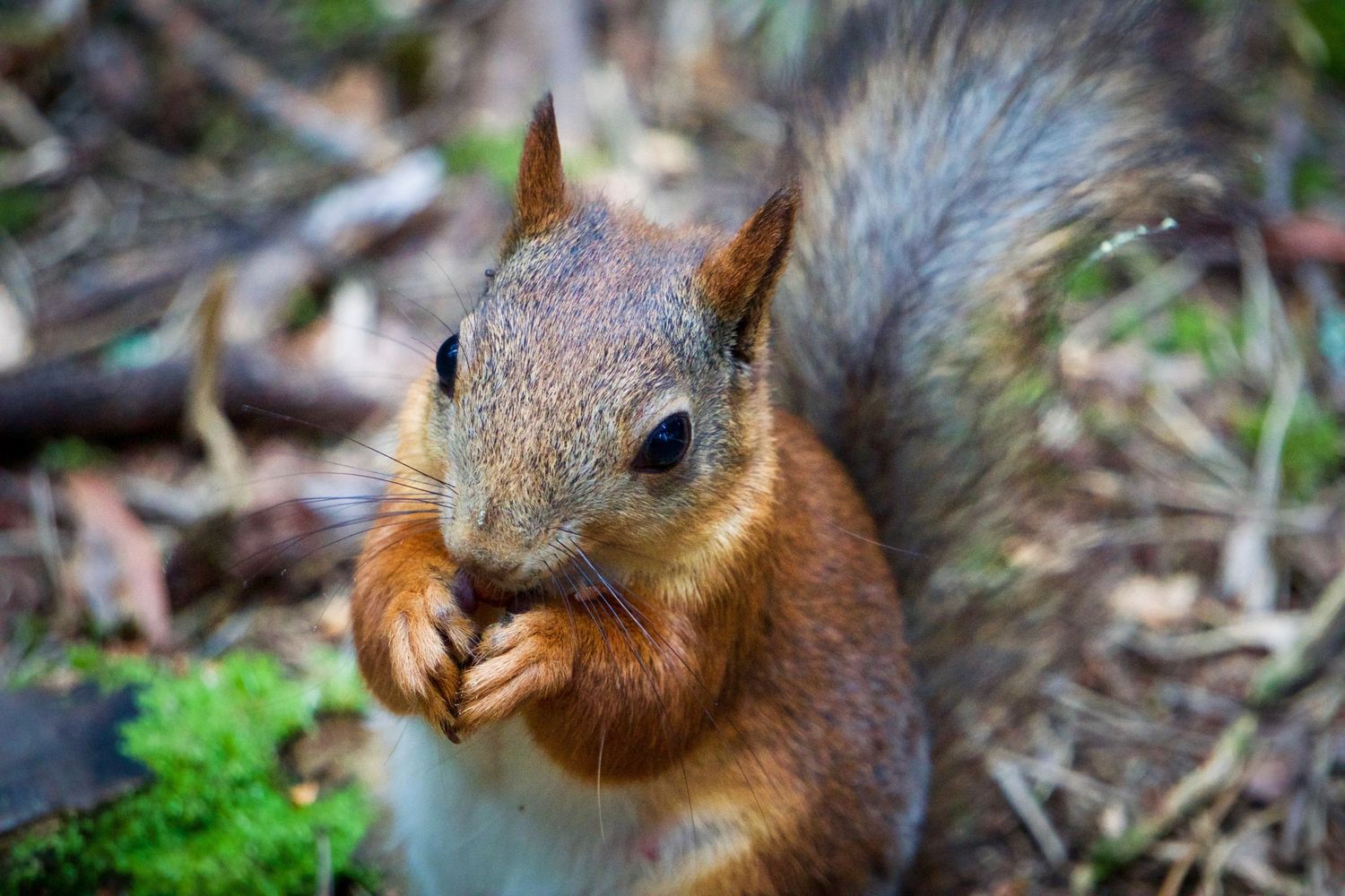Red squirrel close-up showing facial features and whiskers.