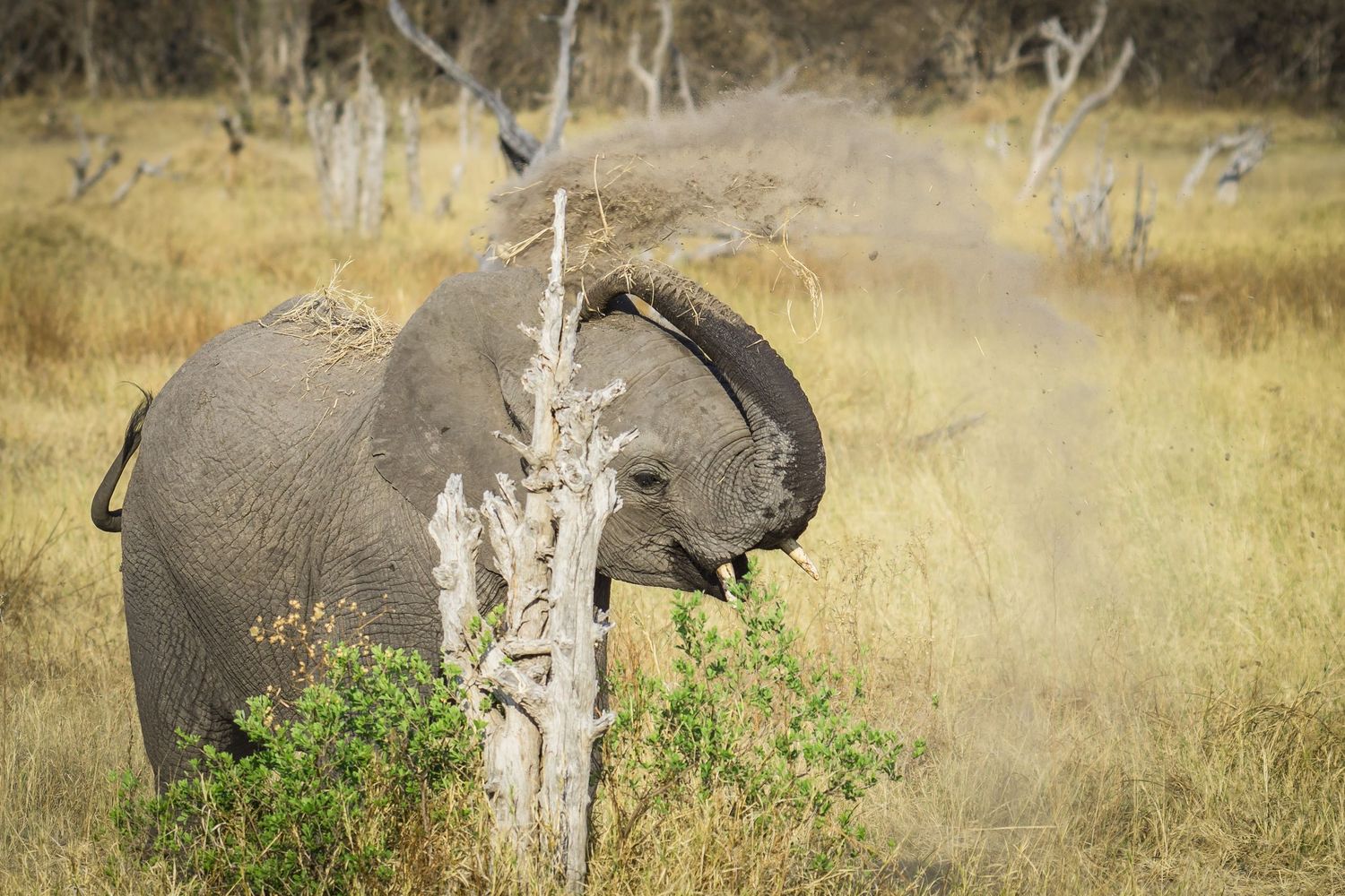 Baby elephany throws dirt on its back