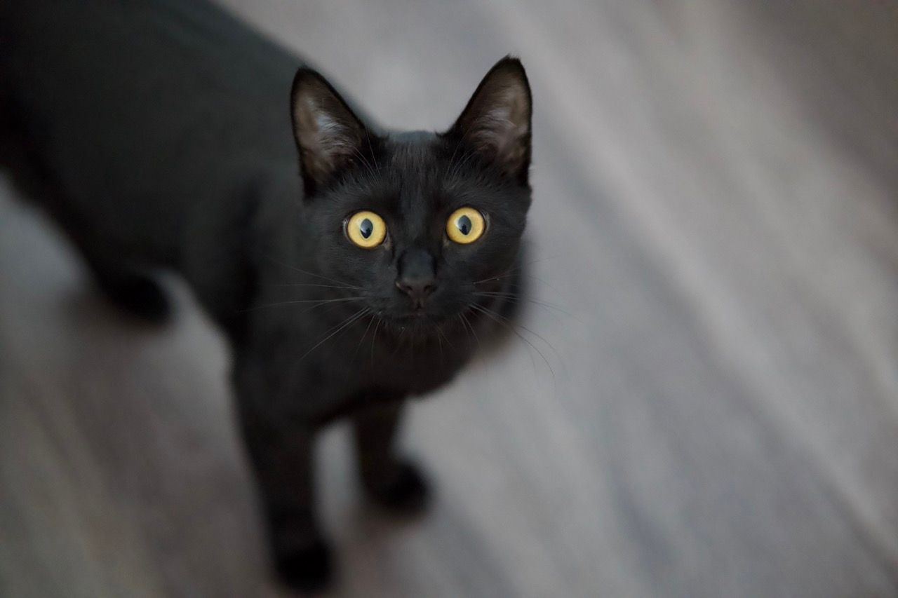 Black cat with bright yellow eyes peering intensely at the camera.