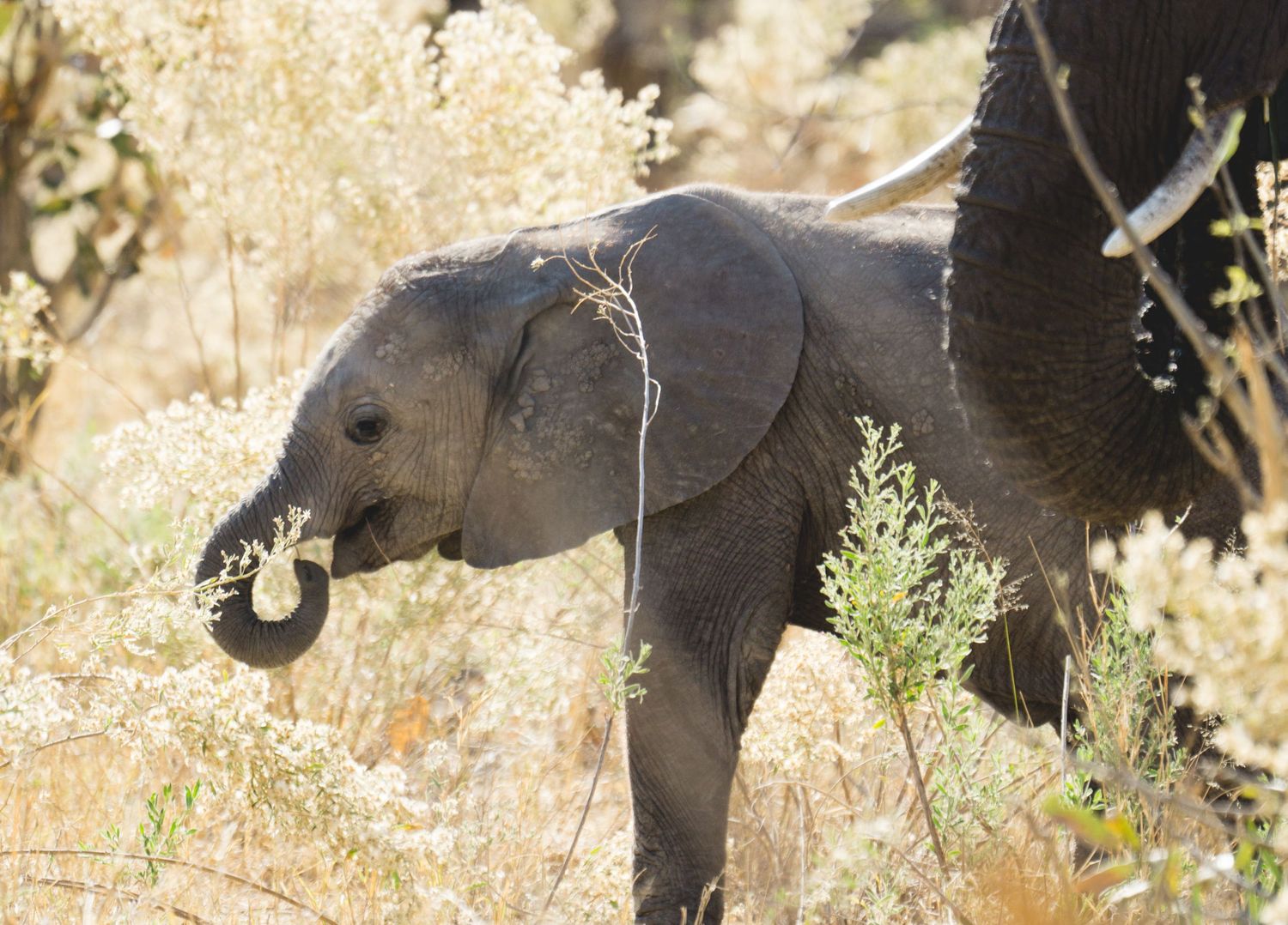 A herd of African elephants walking through dry grassland in Kenya.