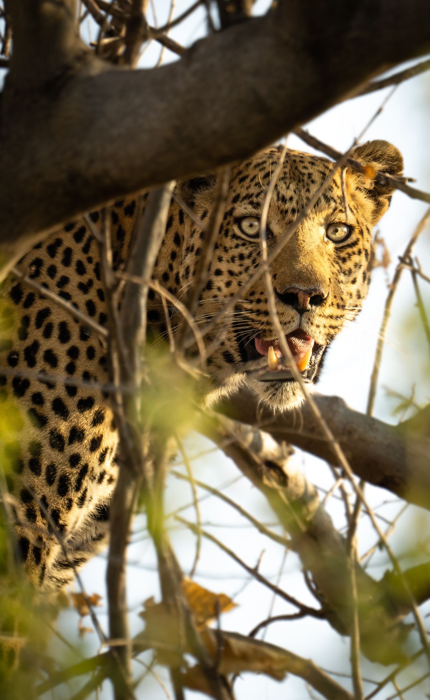 Close-up of a leopard's spotted face peering through tree branches in golden light.