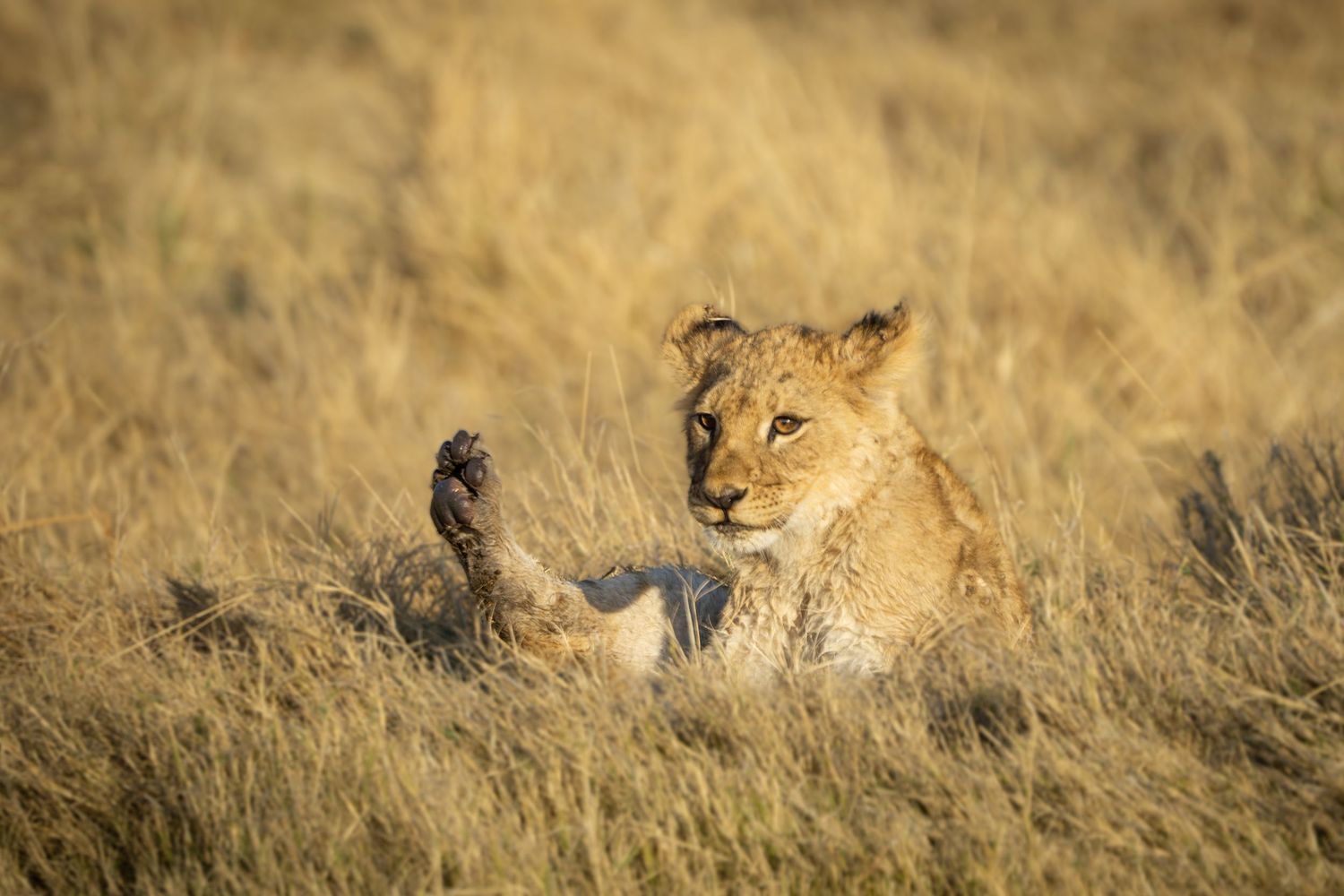 Baby Lion camouflaged in tall golden savanna grass during daytime.
