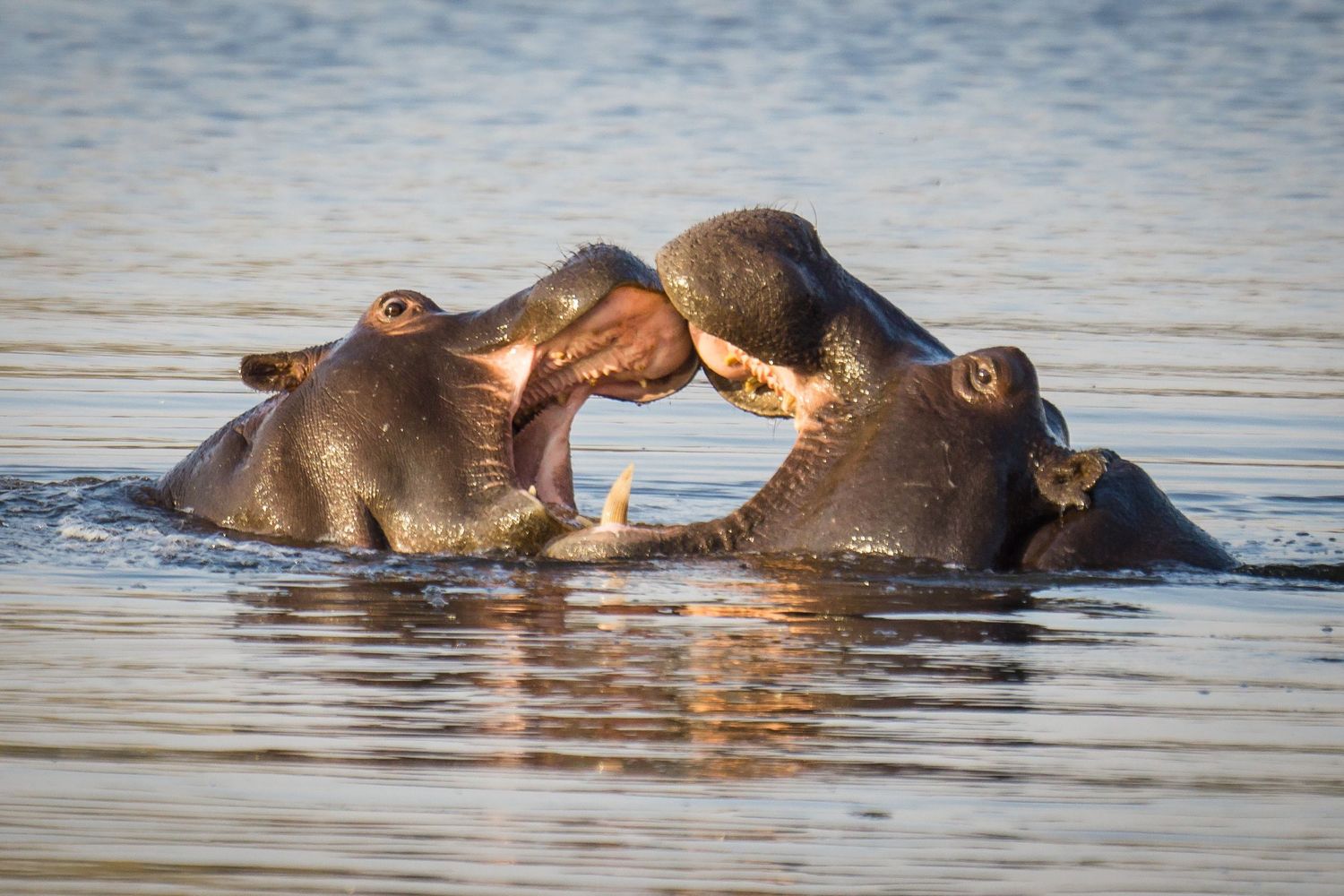 Hippos engage in territorial displays and fighting in the water, splashing and showing their massive jaws.