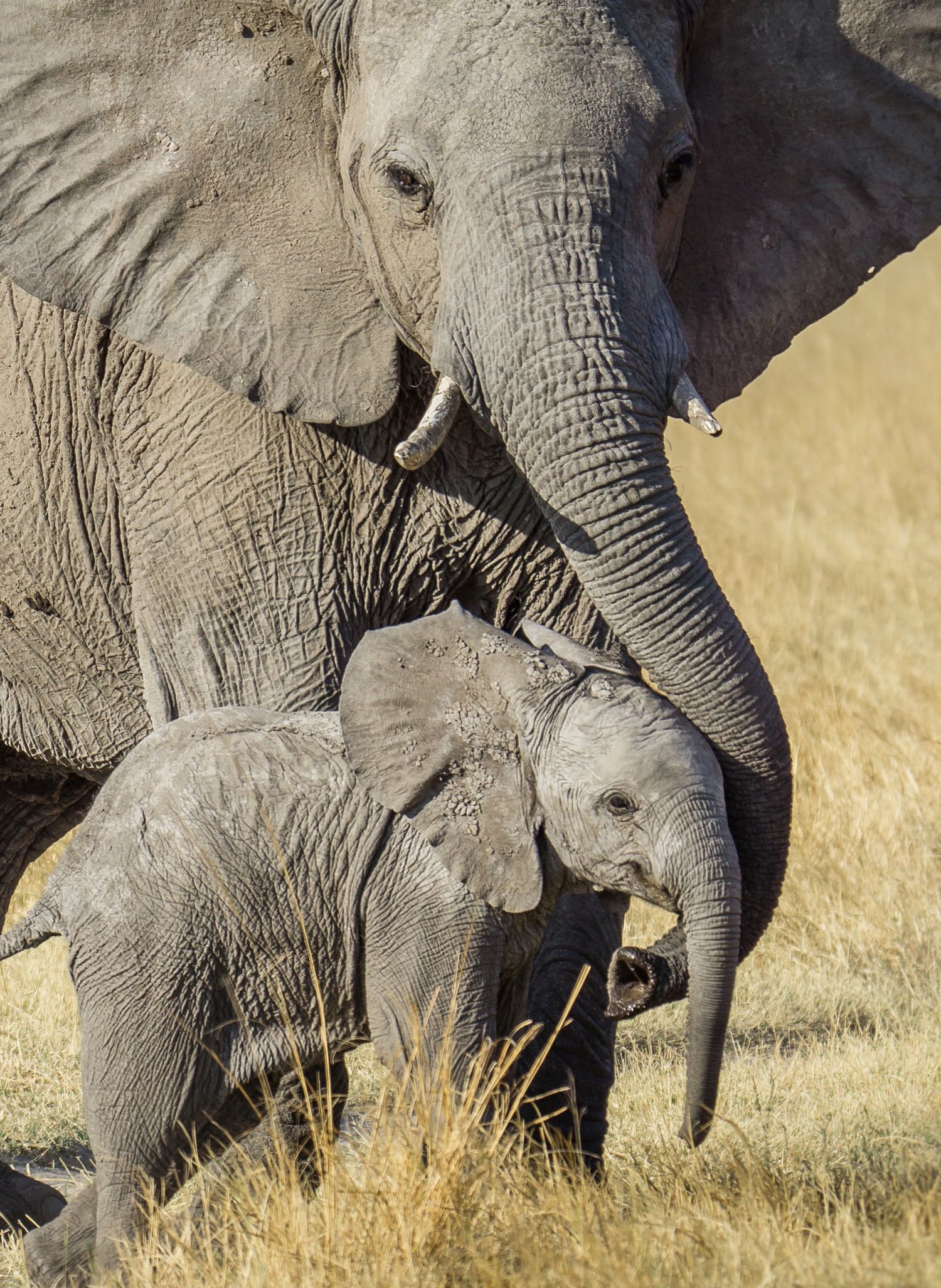 Adult elephant protectively guides a baby elephant through dry grassland.