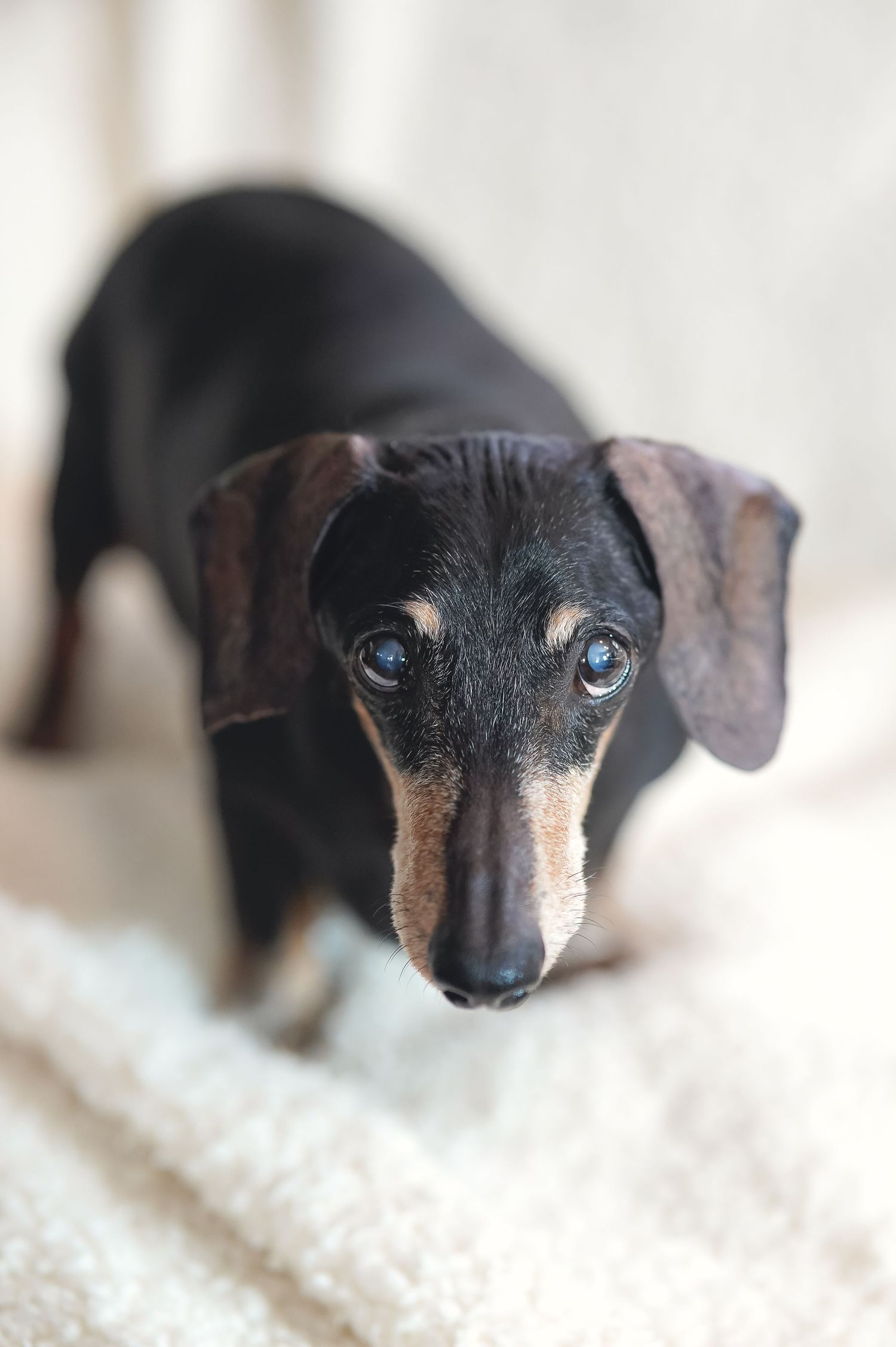 Close-up portrait of a black and tan dachshund's face against white background.