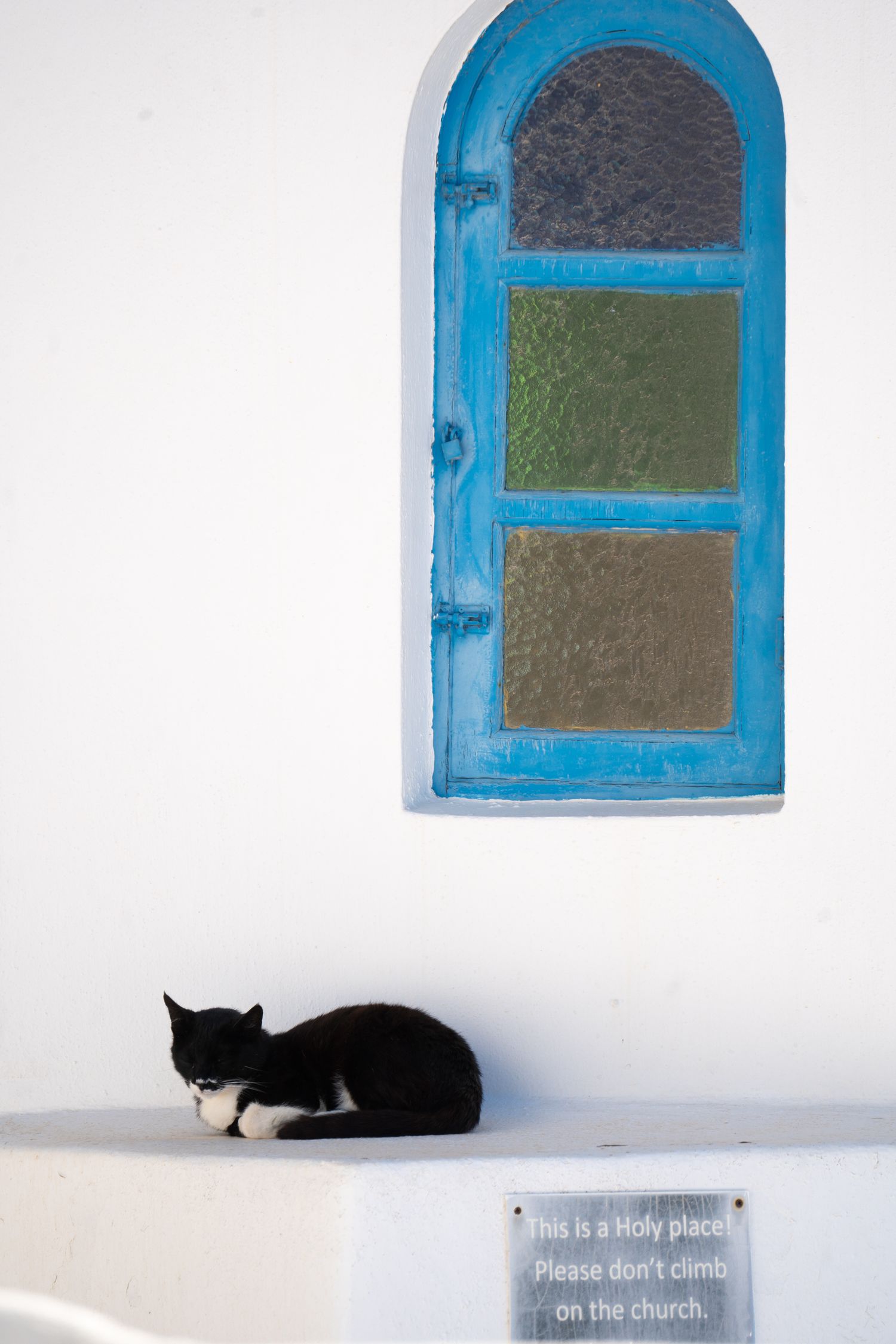Black and white cat resting beneath a blue-framed window on a white wall.