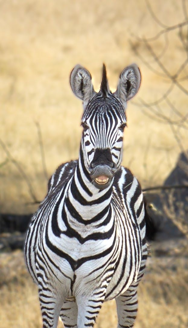 Close-up portrait of zebra showing distinctive black and white striped pattern.