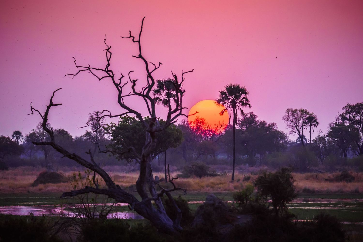 Pink and purple sunset landscape with silhouetted trees and water reflection in foreground.