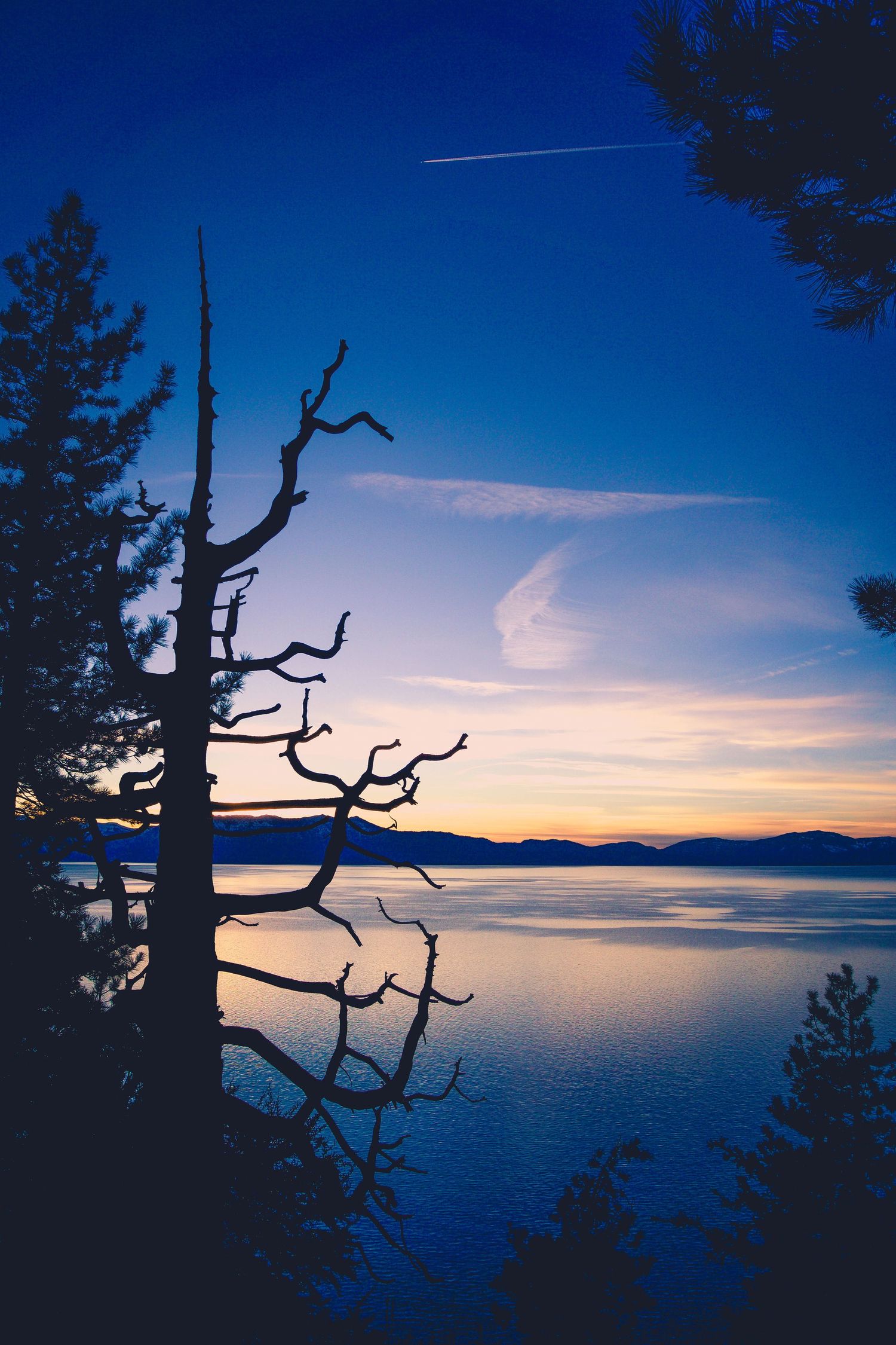 Silhouetted dead tree branches frame a serene lake view at twilight with mountains in the distance.