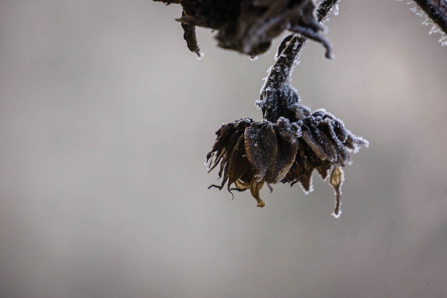 Frozen winter branches covered in delicate ice crystals against a blurred gray background.