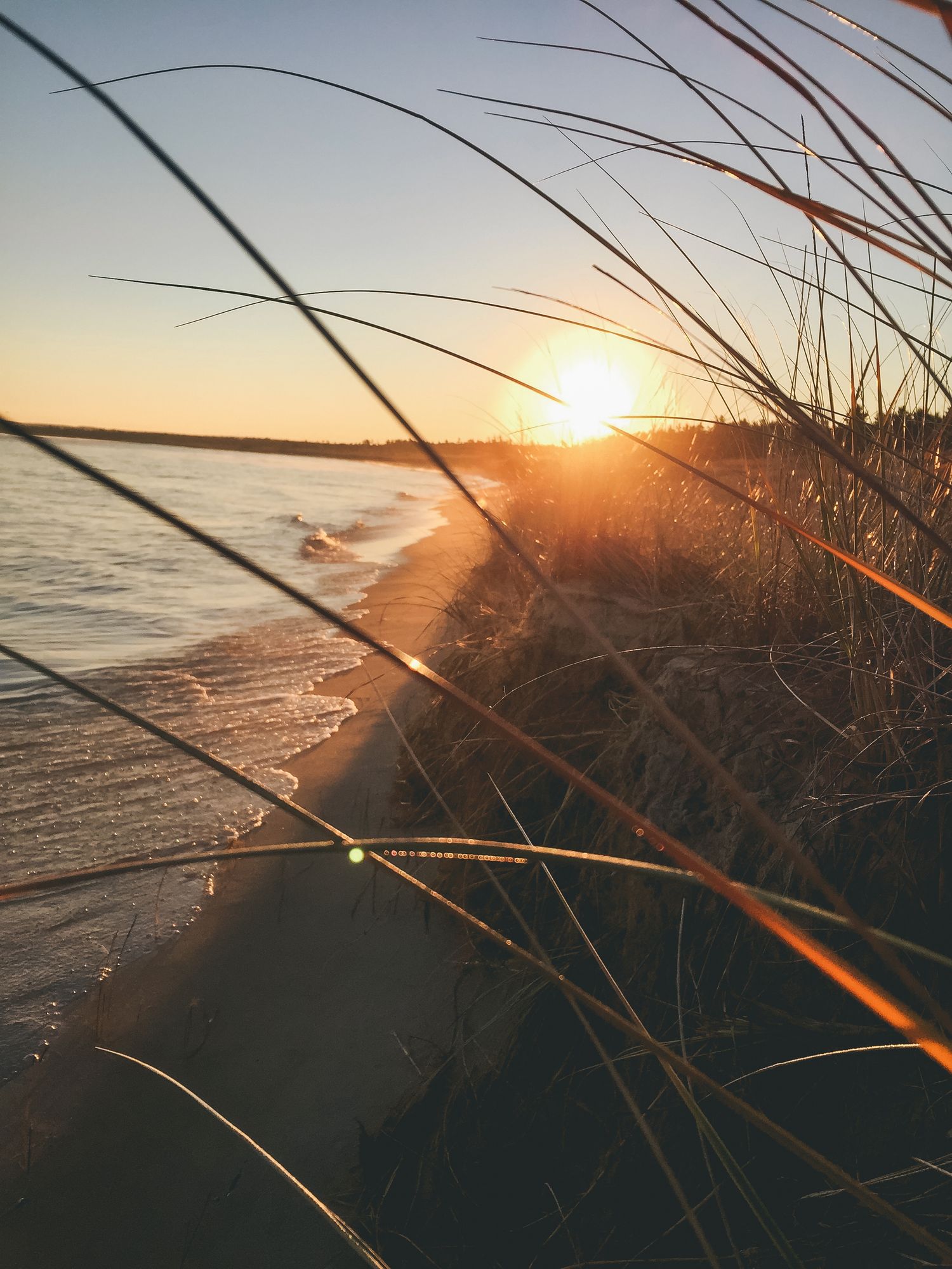 Beach grass silhouettes against golden sunset light reflecting on calm ocean waters.
