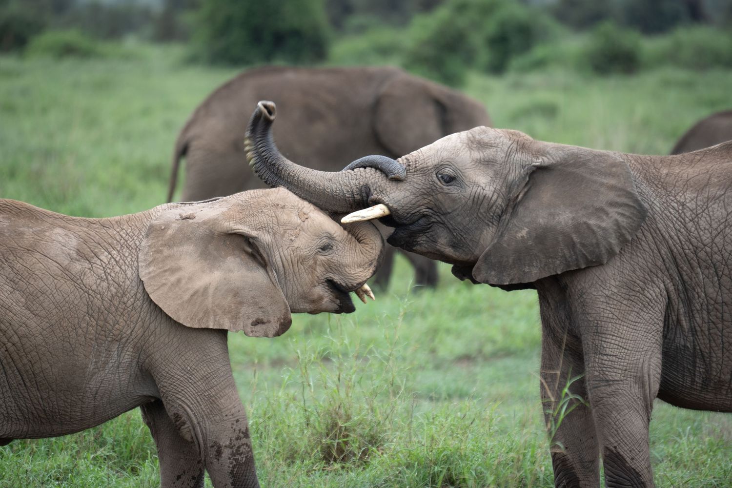 Baby elephant playing and socializing among adult elephants in grassy field.