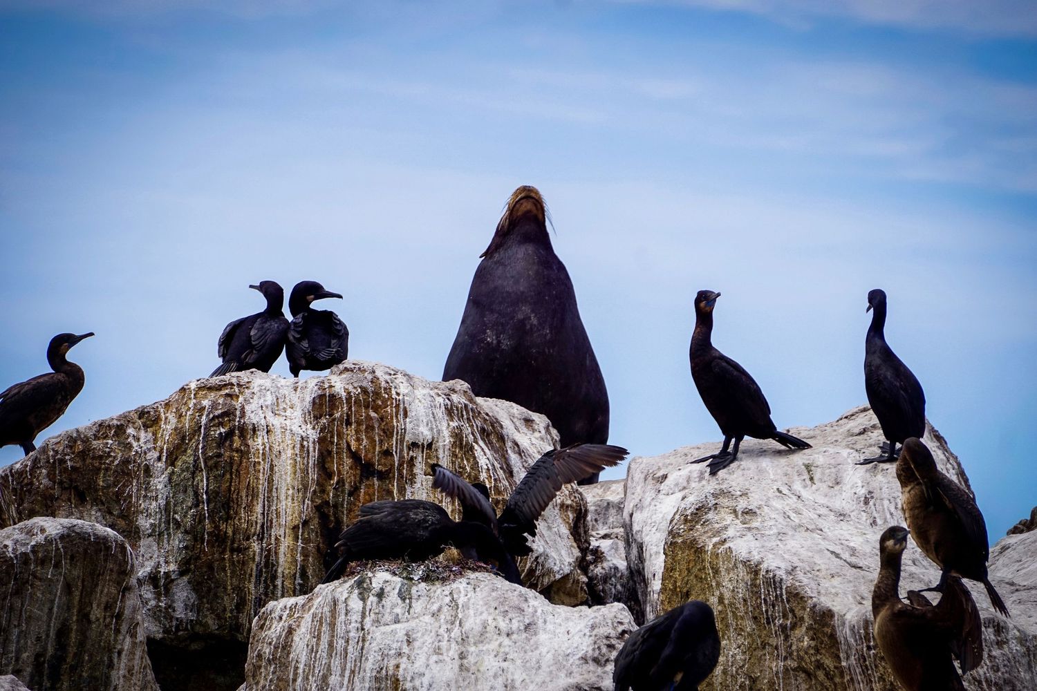 Silhouettes of cormorants and a seal perched on rocky outcrop against blue sky.