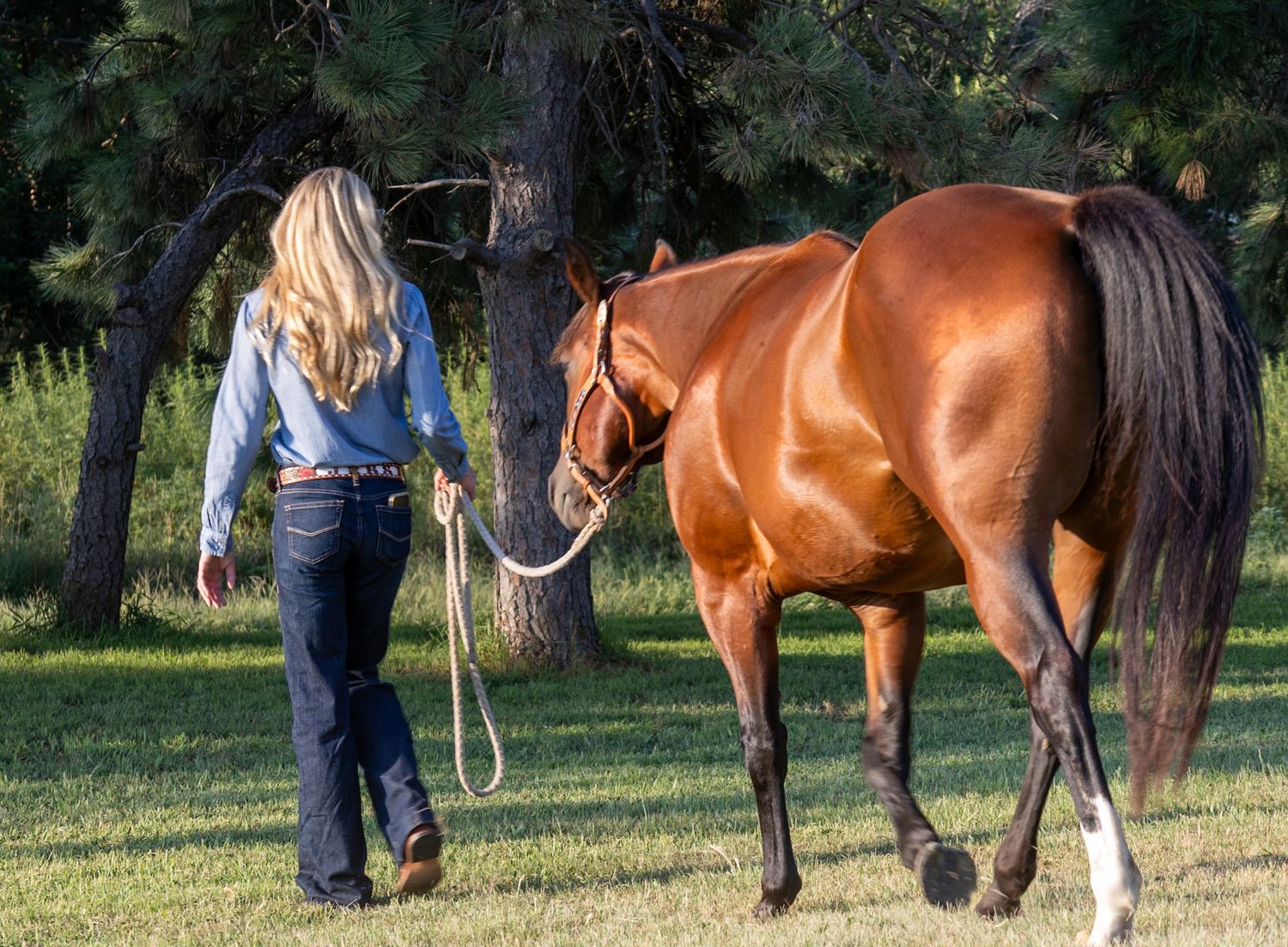 Leading her bay horse back to the trailer at sunset.