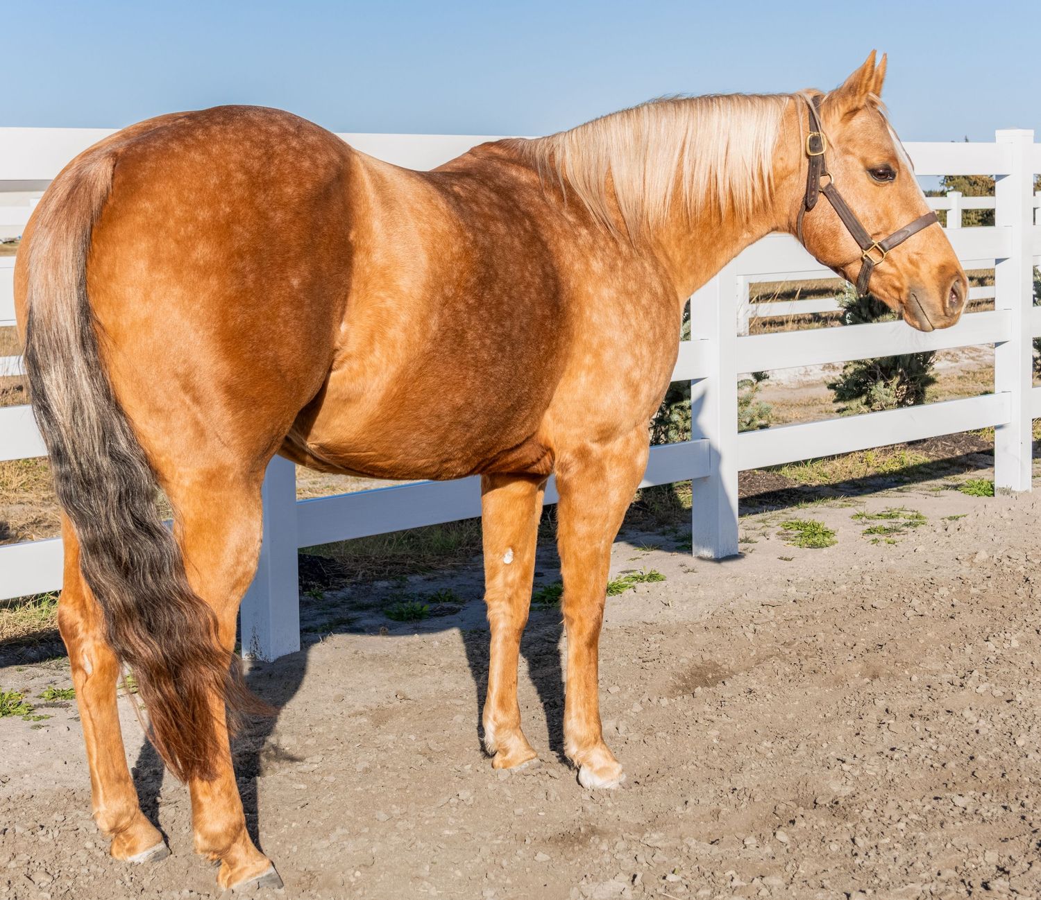Profile view showing off this horse's structure and beauty.