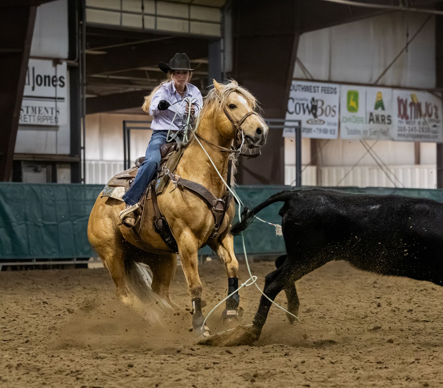 Showcasing some of the AQHA stallions in heeling at the horse show.