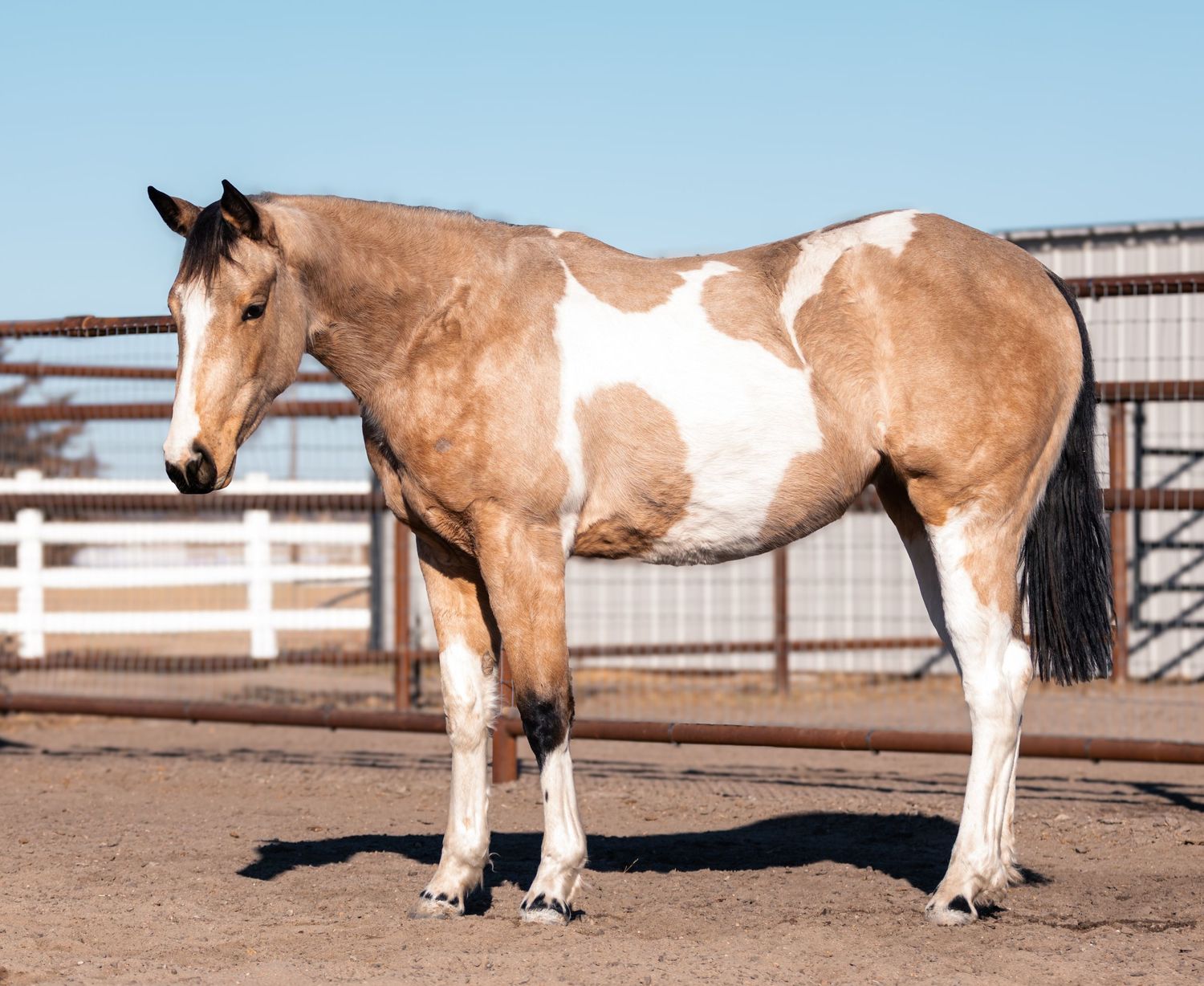Sale horse photos with this beautiful filly.