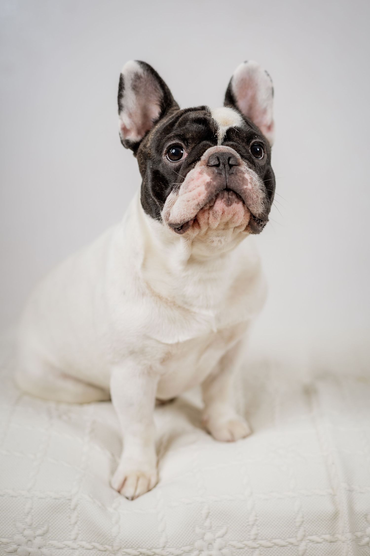 Adorable black and white French Bulldog puppy sitting upright on white quilted blanket looking up.