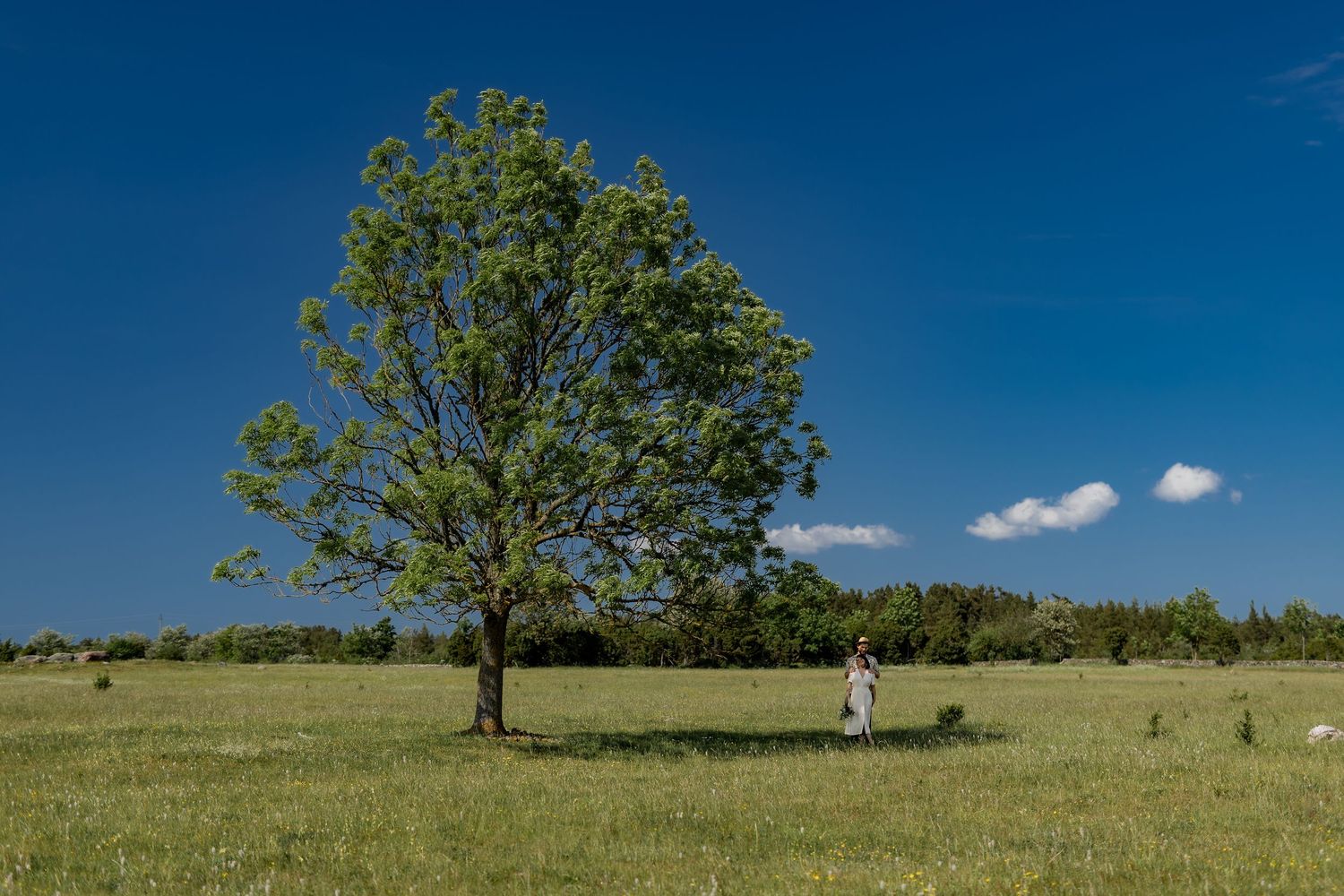 Person standing beside a large green tree in a sunny open meadow with blue sky and distant forest backdrop.