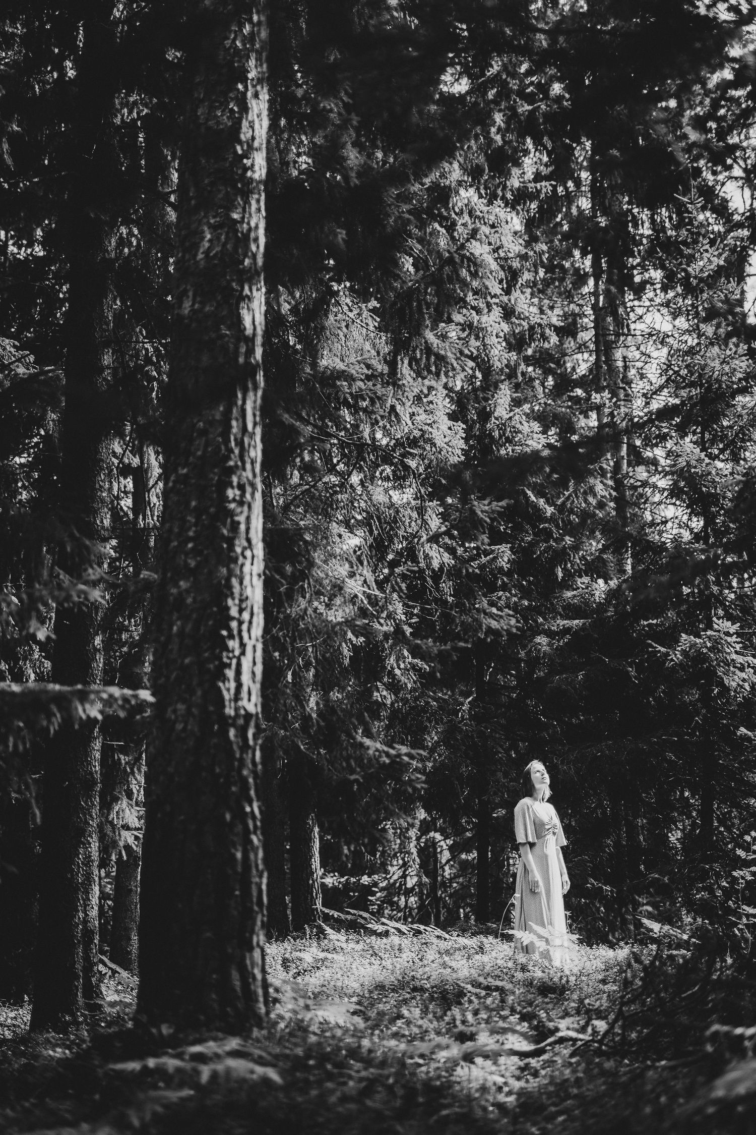 Solitary woman in white dress stands on sunlit forest trail among towering conifers, monochrome.