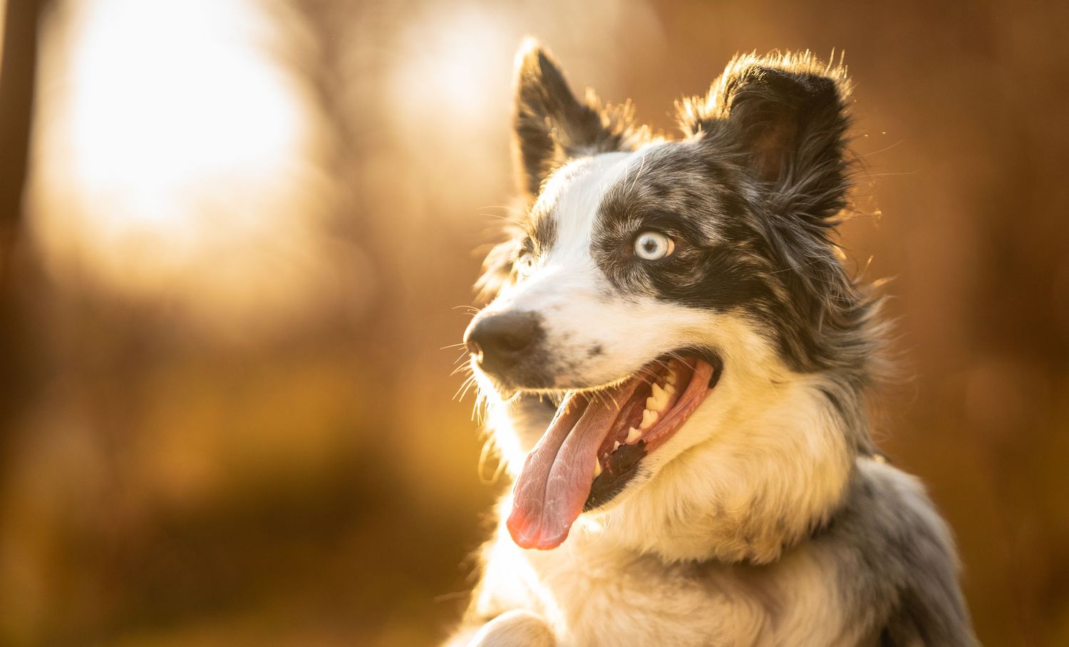 Blue-eyed merle Border Collie dog with tongue out in warm golden bokeh background.