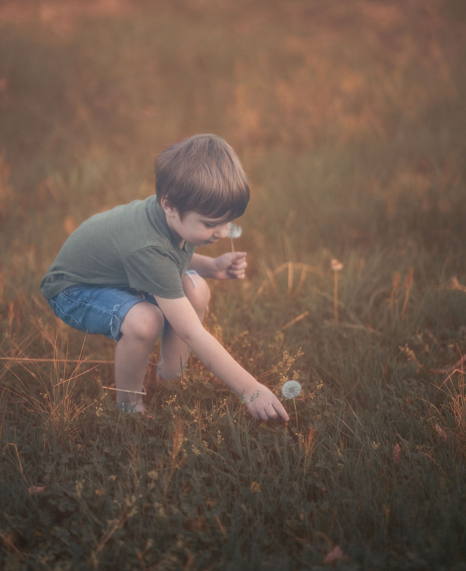 A young boy in denim shorts crouches in a golden field, picking dandelions at sunset.
