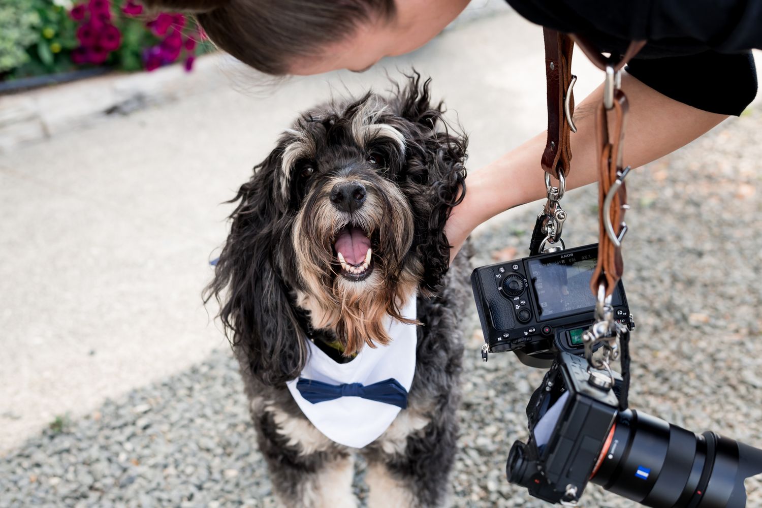 a dog dressed for a wedding looks at the camera smiling