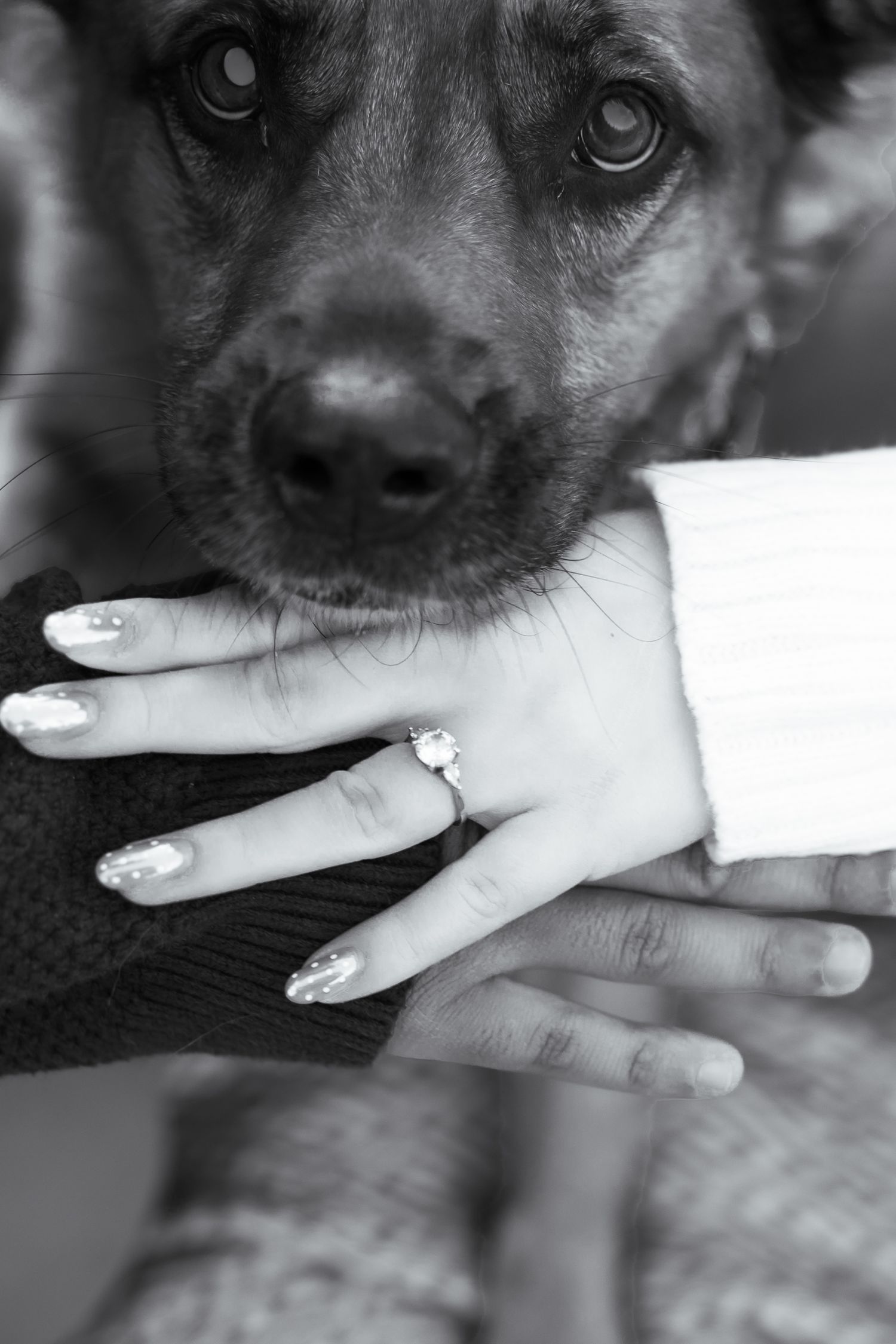 Black and white close-up of dog's face with engagement ring visible on hand.