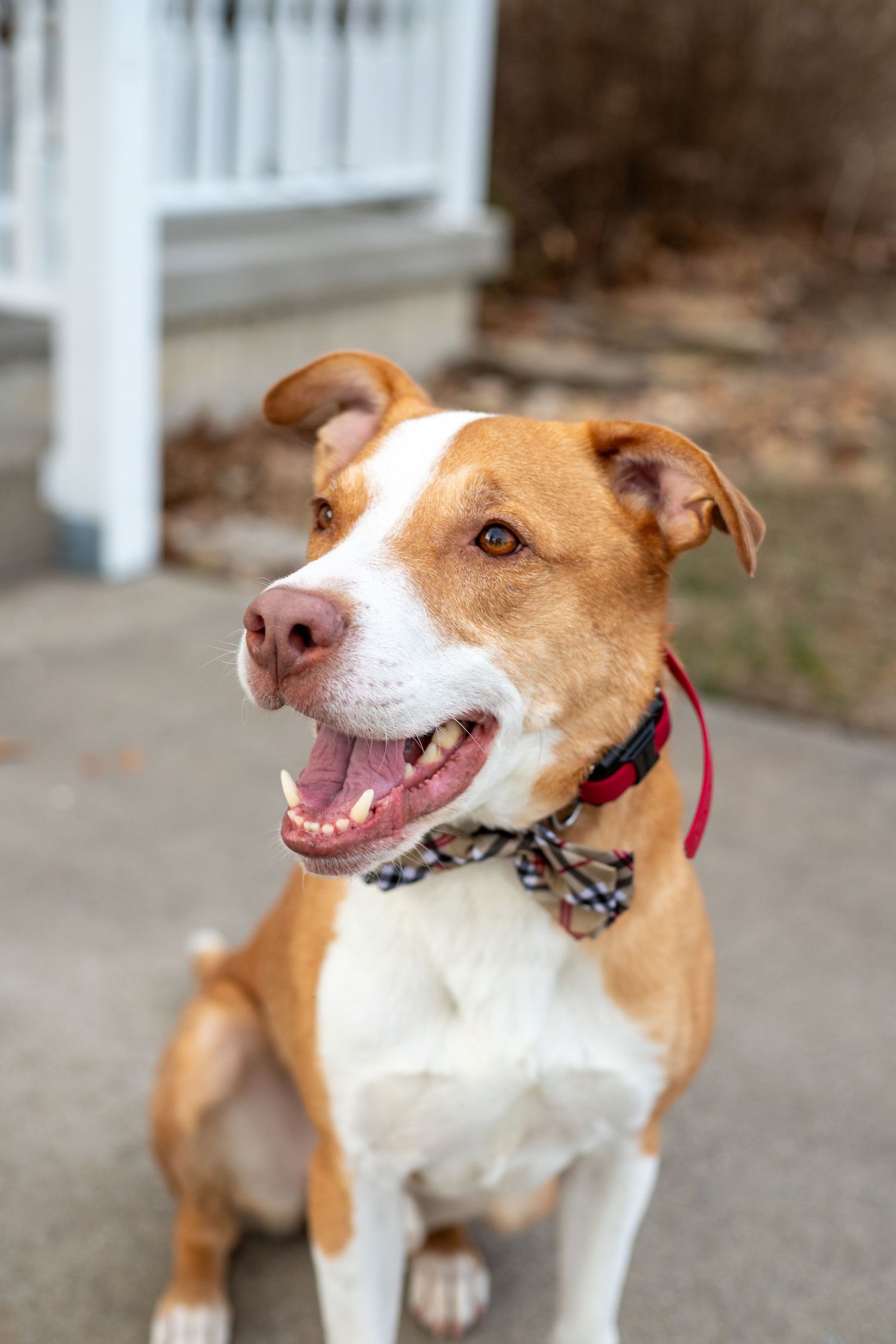 Happy brown and white pit bull mix dog wearing a bow tie collar.