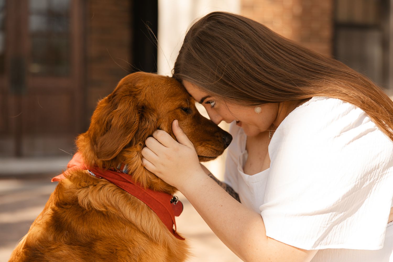 A tender moment between a Golden Retriever wearing a red collar and someone in white.